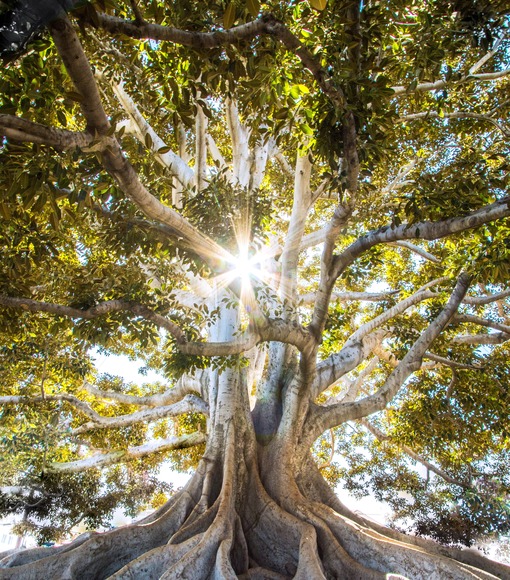 Tree of Life
